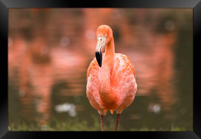 Caribbean flamingo close up Framed Print by Jason Wells