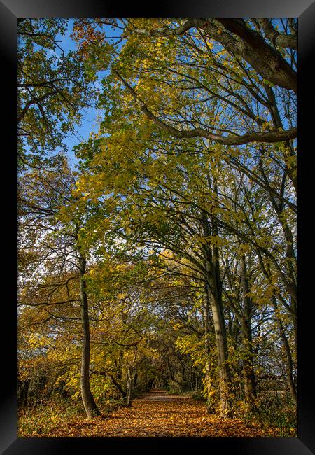 Autumn on the Wirral Circular Trail Framed Print by Jason Wells