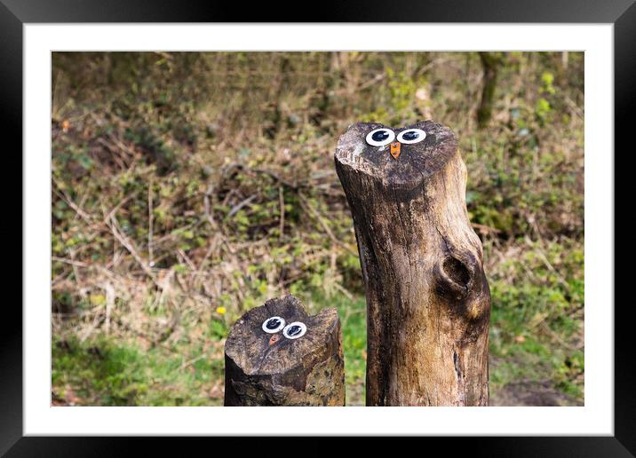 Owl faces on tree stumps Framed Mounted Print by Jason Wells