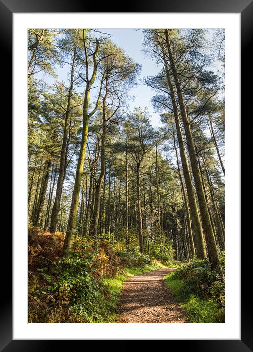 Beacon Fell Country Park trail Framed Mounted Print by Jason Wells