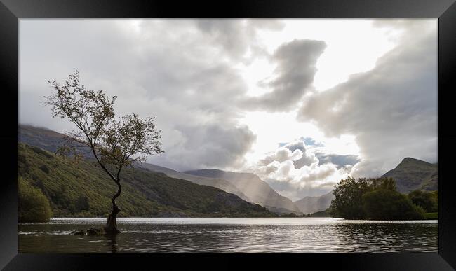 Lonely tree of Llanberis Framed Print by Jason Wells