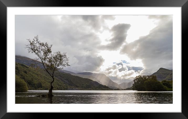 Lonely tree of Llanberis Framed Mounted Print by Jason Wells