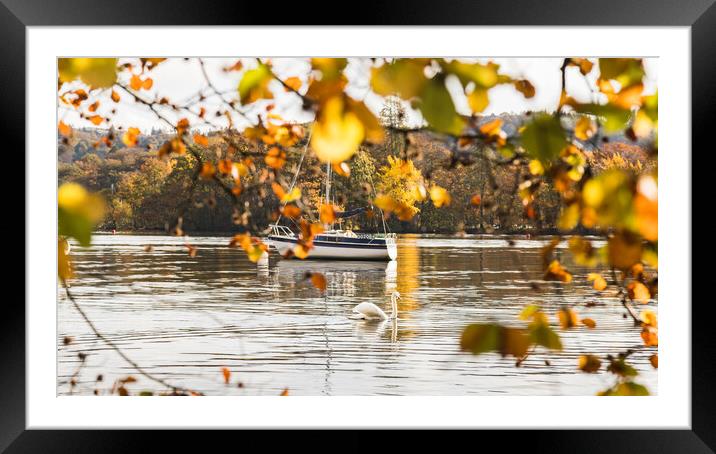 Swan captured through the turning leaves Framed Mounted Print by Jason Wells