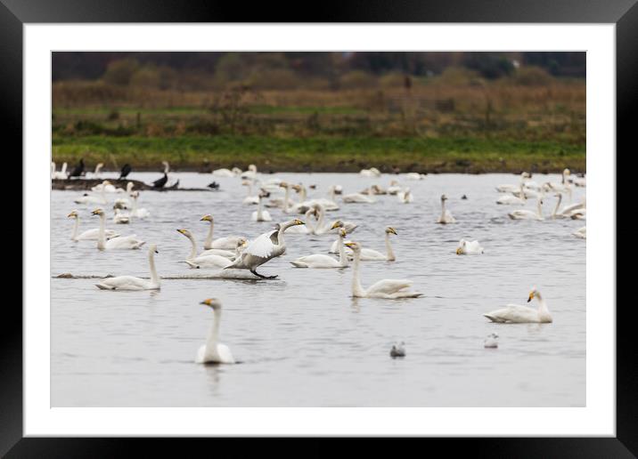 Whooper swan coming into land Framed Mounted Print by Jason Wells