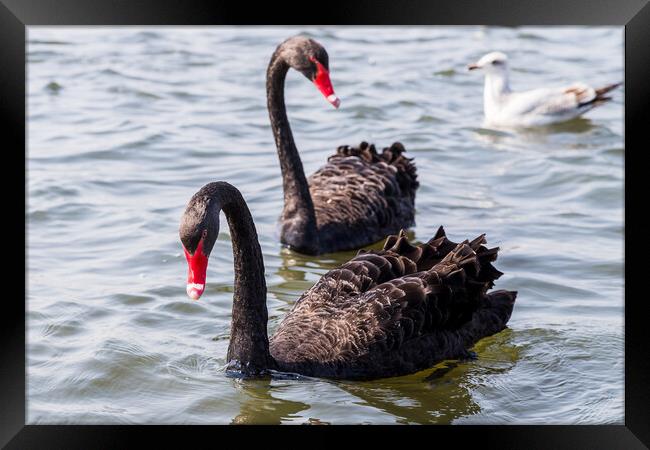 Black Swan pair in the wild Framed Print by Jason Wells
