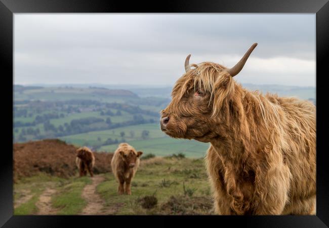 Highland cow trio at Baslow Edge Framed Print by Jason Wells