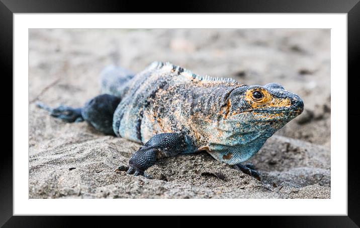 Close-up of a black ctenosaur Framed Mounted Print by Jason Wells