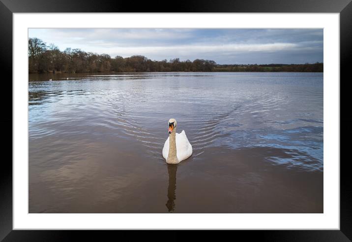 Mute Swan on the Carr Mill Dam Framed Mounted Print by Jason Wells
