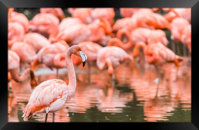 Flamboyance of flamingos Framed Print by Jason Wells