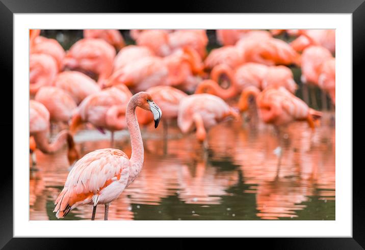 Flamboyance of flamingos Framed Mounted Print by Jason Wells