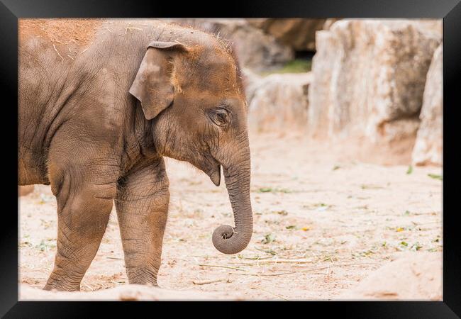 Young Asian elephant Framed Print by Jason Wells