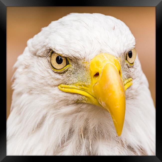 Square crop portrait of a Bald Eagle Framed Print by Jason Wells