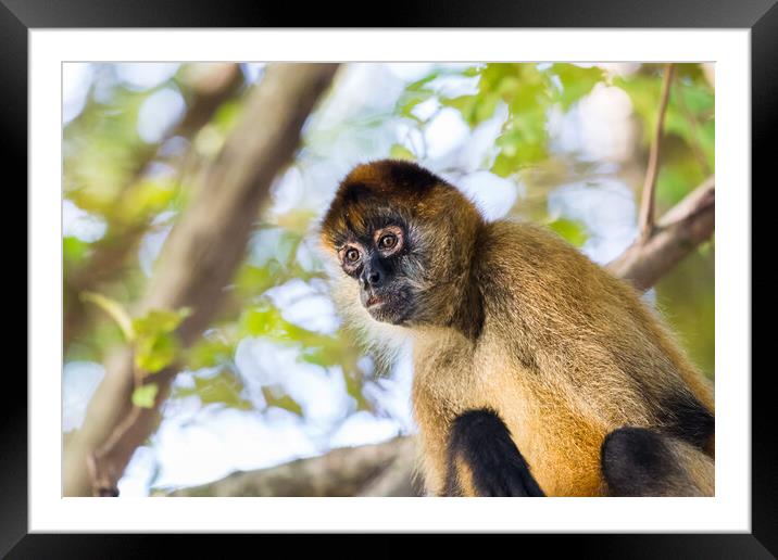 Spider monkey in a tree Framed Mounted Print by Jason Wells