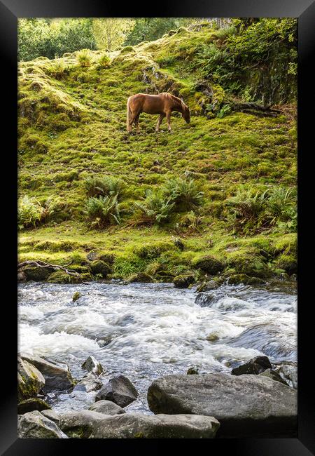 Horse at the foot of Llanberis Falls Framed Print by Jason Wells