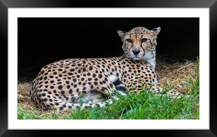 Cheetah in its den Framed Mounted Print by Jason Wells