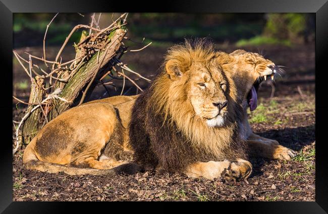 Asiatic lion pair in the sun Framed Print by Jason Wells