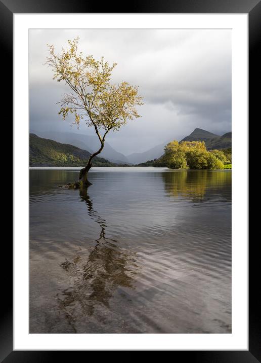 The Lonely tree at autumn Framed Mounted Print by Jason Wells