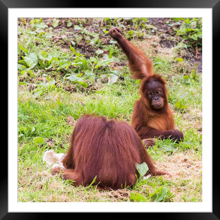 Young Sumatran Orangutan playing Framed Mounted Print by Jason Wells