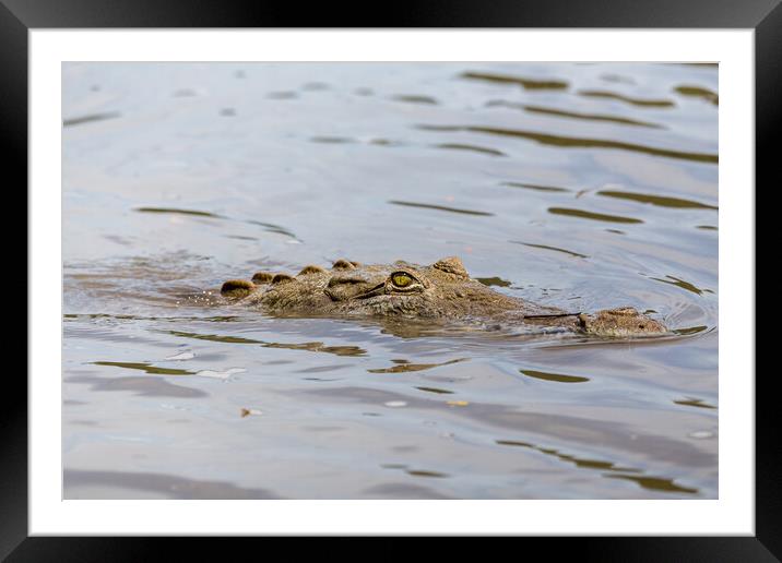 American Crocodile lurking in the water Framed Mounted Print by Jason Wells