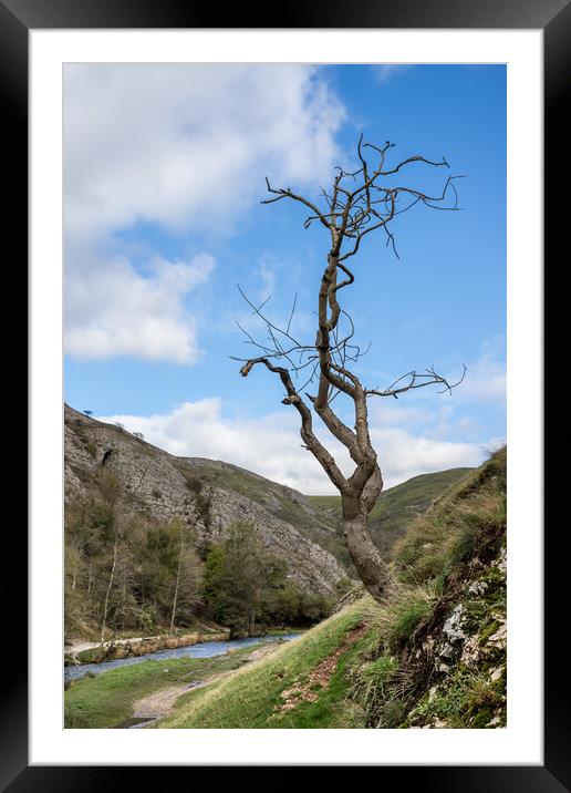 Lonely tree at Dovedale Framed Mounted Print by Jason Wells