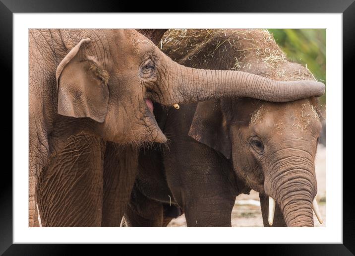 Close up of an Asian elephant pair Framed Mounted Print by Jason Wells
