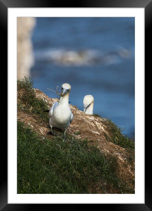 Northern gannet ferrying grass back to its nest Framed Mounted Print by Jason Wells