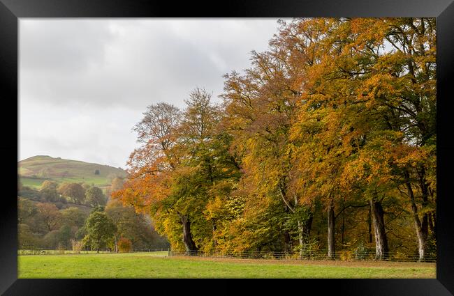 Autumn colours at Hathersage Framed Print by Jason Wells