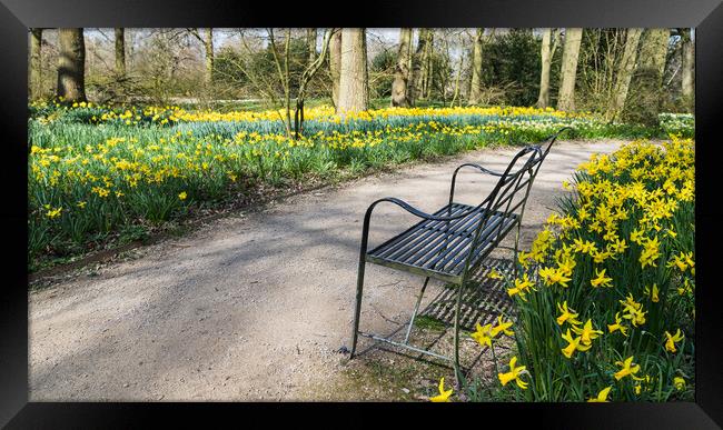 Bench surrounded by daffodils Framed Print by Jason Wells