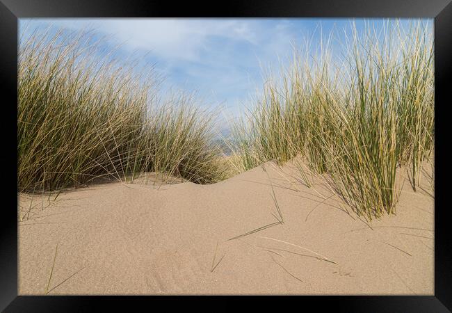 Marram grass on a sand dune Framed Print by Jason Wells