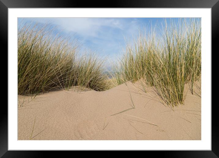 Marram grass on a sand dune Framed Mounted Print by Jason Wells