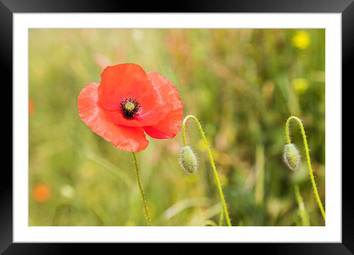 Poppy flower next to buds Framed Mounted Print by Jason Wells