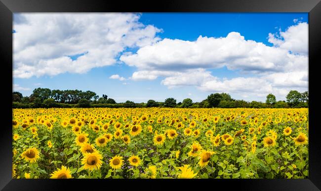 Sunflower field panorama Framed Print by Jason Wells