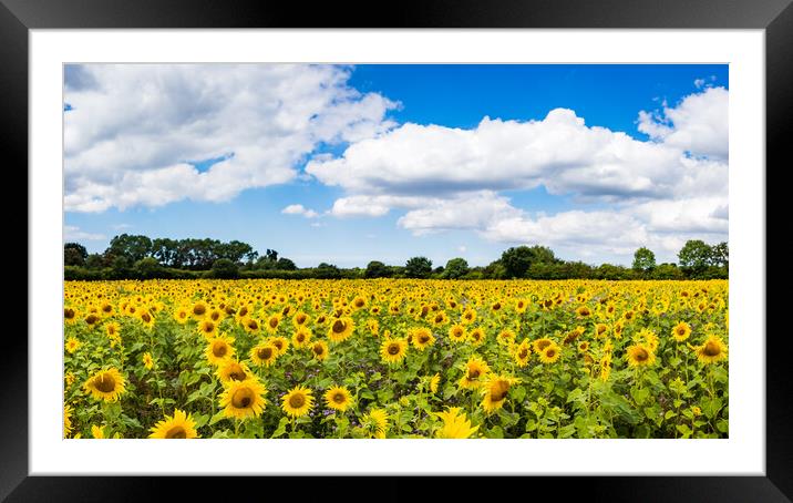 Sunflower field panorama Framed Mounted Print by Jason Wells