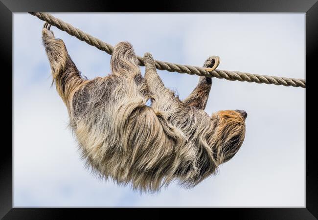 Two-toed sloth moving down a rope Framed Print by Jason Wells