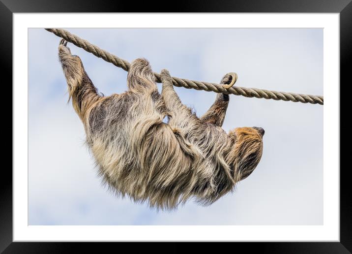 Two-toed sloth moving down a rope Framed Mounted Print by Jason Wells