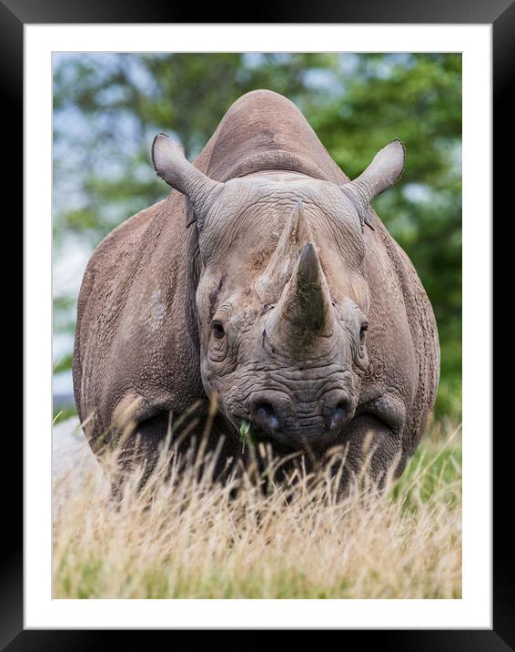 Face on with a Black rhinoceros Framed Mounted Print by Jason Wells