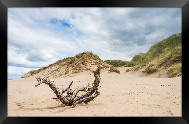 Drift wood on Formby beach Framed Print by Jason Wells