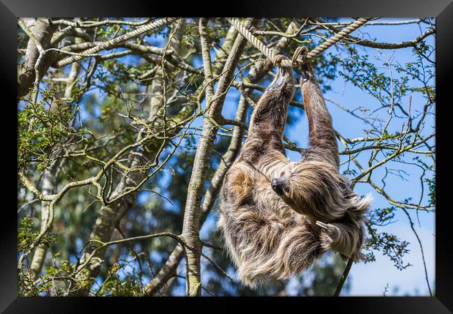 Two-toed sloth itching Framed Print by Jason Wells