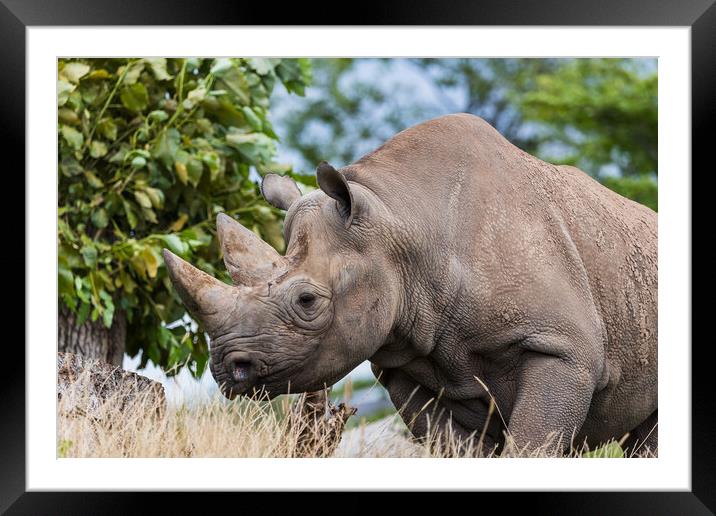 Black rhinoceros on the move Framed Mounted Print by Jason Wells