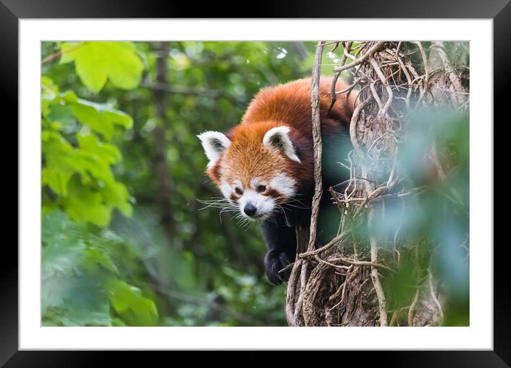 Red panda peeking behind a tree Framed Mounted Print by Jason Wells
