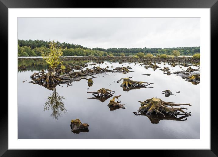 Reflections of Blakemere Moss Framed Mounted Print by Jason Wells
