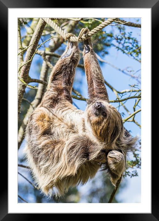 Two-toed sloth scratching Framed Mounted Print by Jason Wells