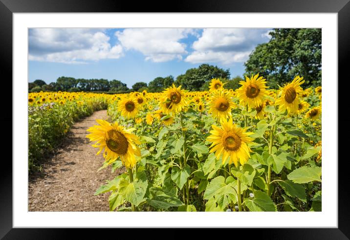 Path through a sunflower field Framed Mounted Print by Jason Wells