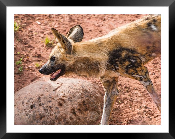 Painted dog on the prowl Framed Mounted Print by Jason Wells
