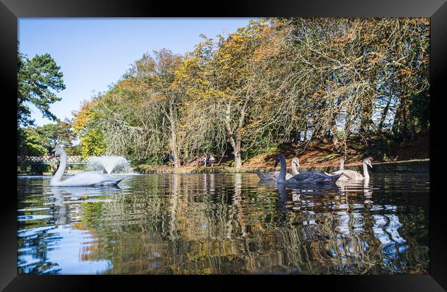 Mute Swan family on the water Framed Print by Jason Wells