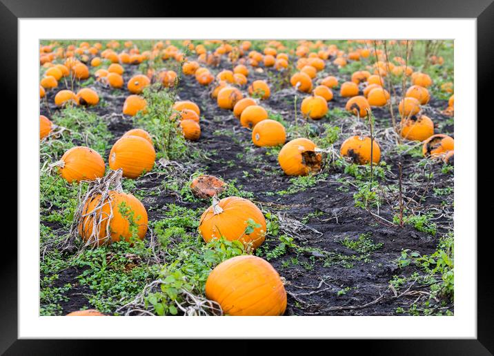 Row upon row of pumpkins Framed Mounted Print by Jason Wells