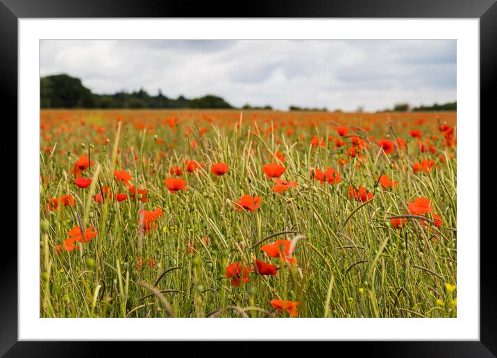 Poppy meadow in summer Framed Mounted Print by Jason Wells