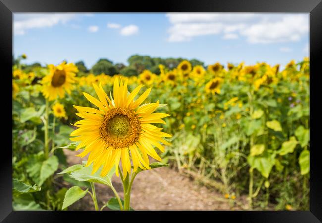 Vibrant sunflowers in a field Framed Print by Jason Wells