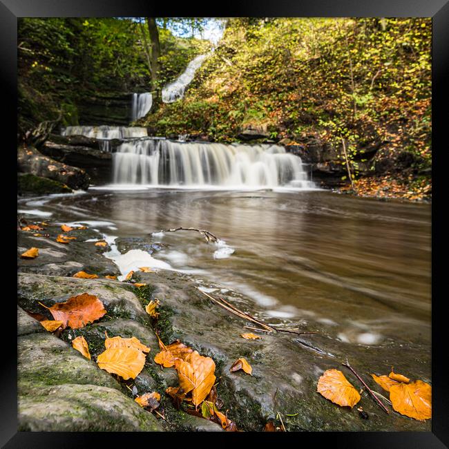Autumnal coloured leaves by Scaleber Force Framed Print by Jason Wells
