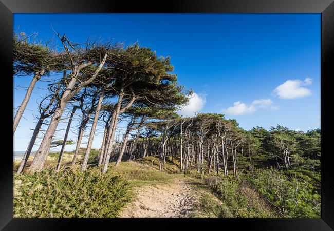 Formby pine woods meets the beach Framed Print by Jason Wells